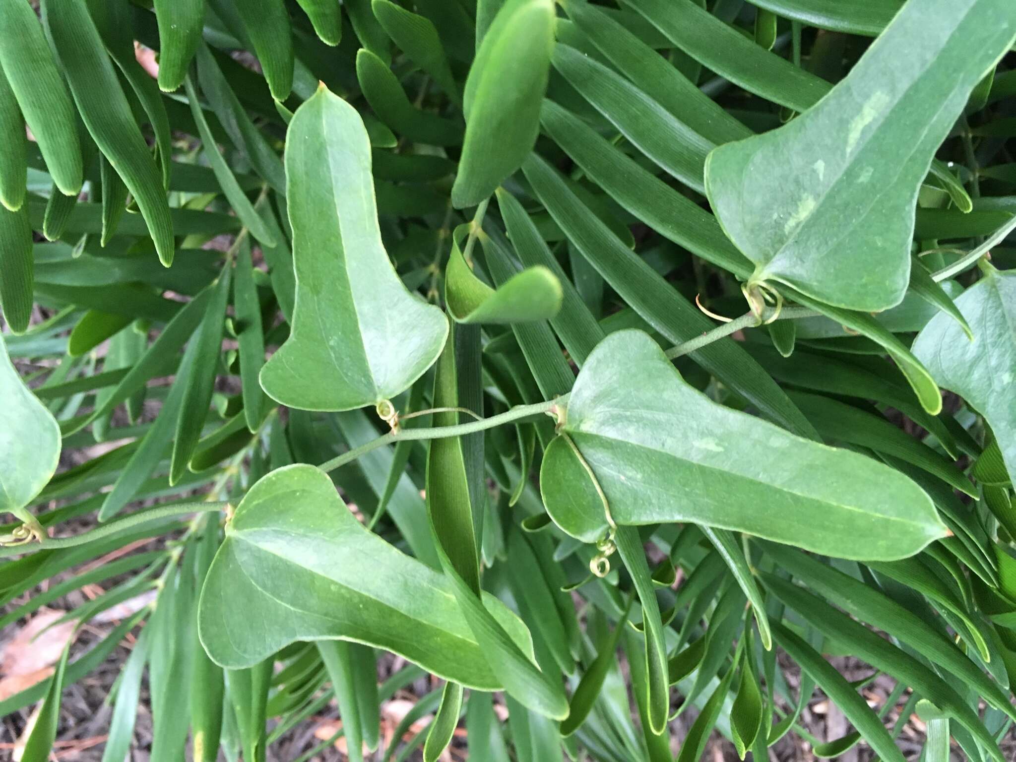 Image of earleaf greenbrier