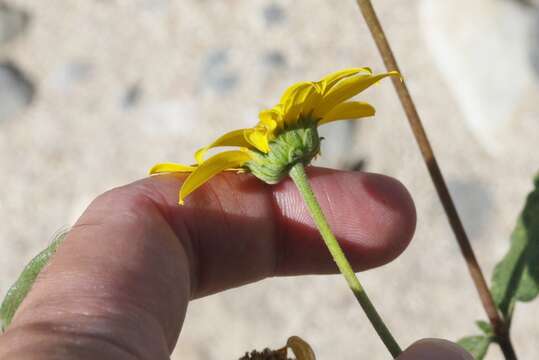 Image of slender sunflower