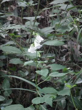 Image of Adenophora trachelioides Maxim.