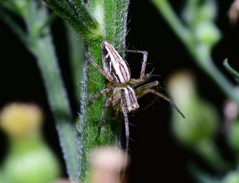 Image of Oxyopes elegans L. Koch 1878