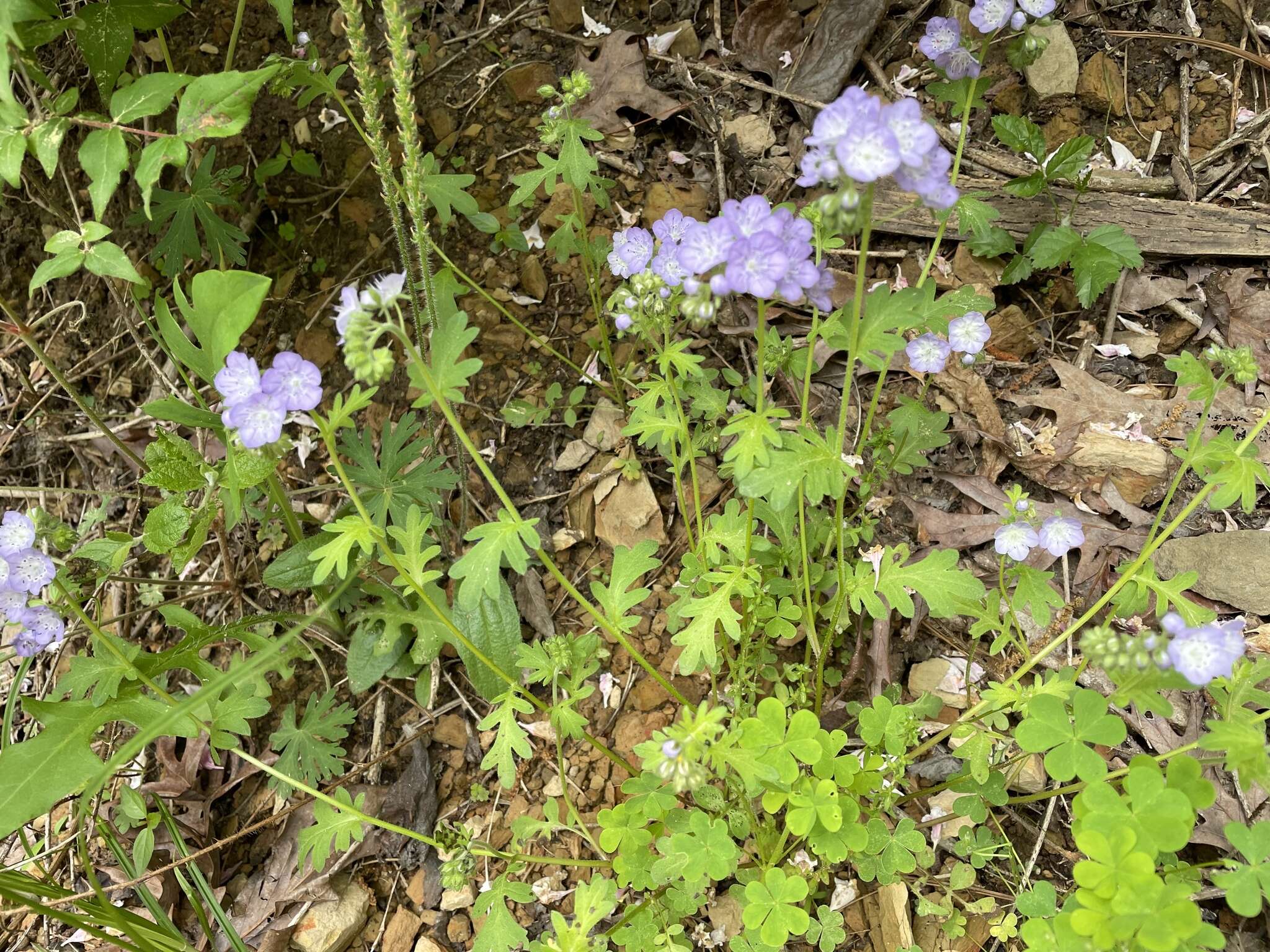 Sivun Phacelia hirsuta Nutt. kuva