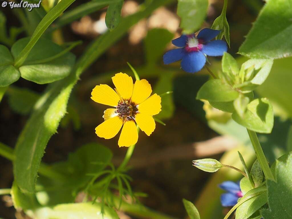 Image of Adonis dentata Delile