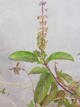 Image of holy basil