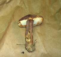 Imagem de Tylopilus badiceps (Peck) A. H. Sm. & Thiers 1971