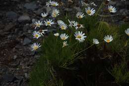 Image of Argyranthemum gracile Sch. Bip.