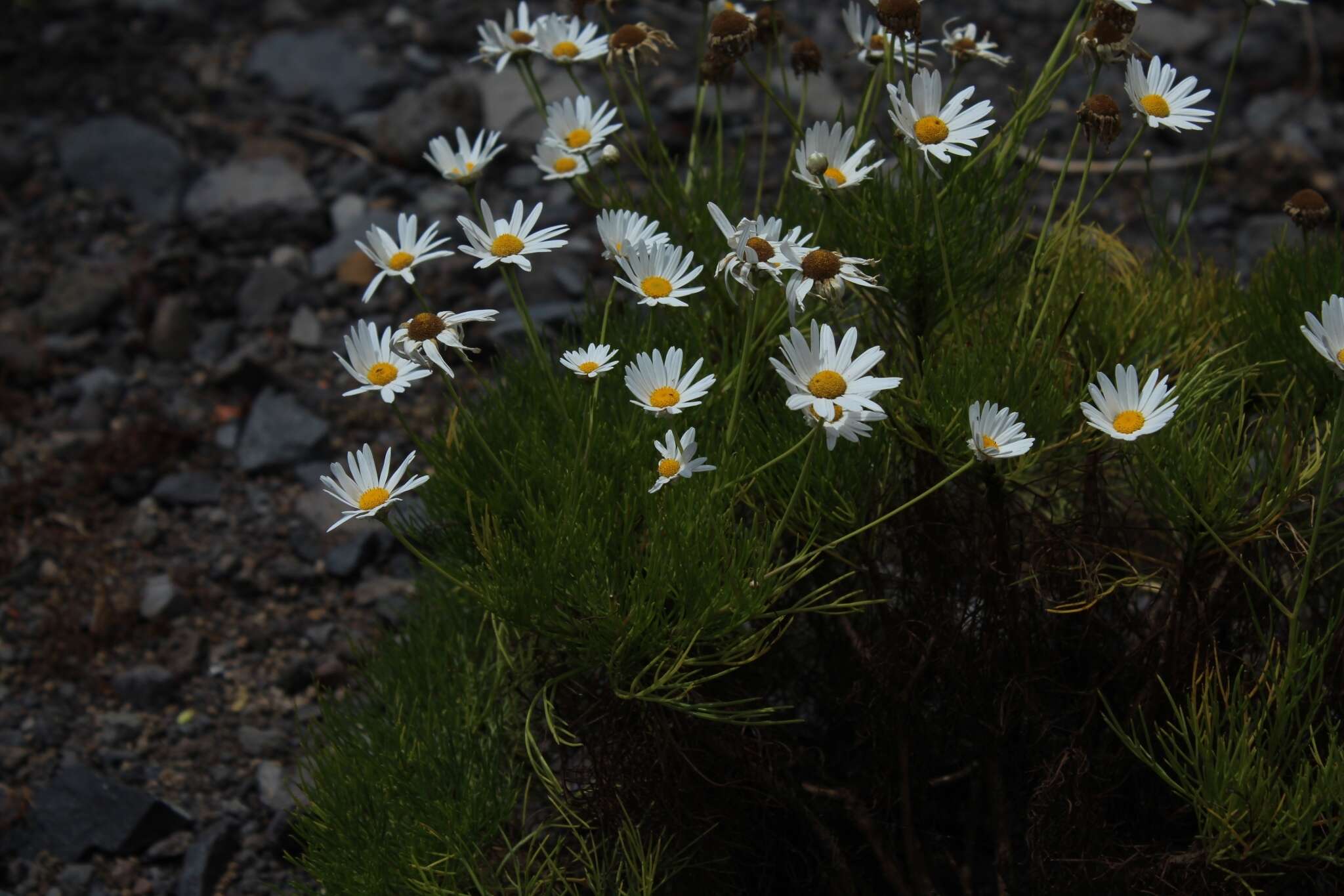 Image of Argyranthemum gracile Sch. Bip.