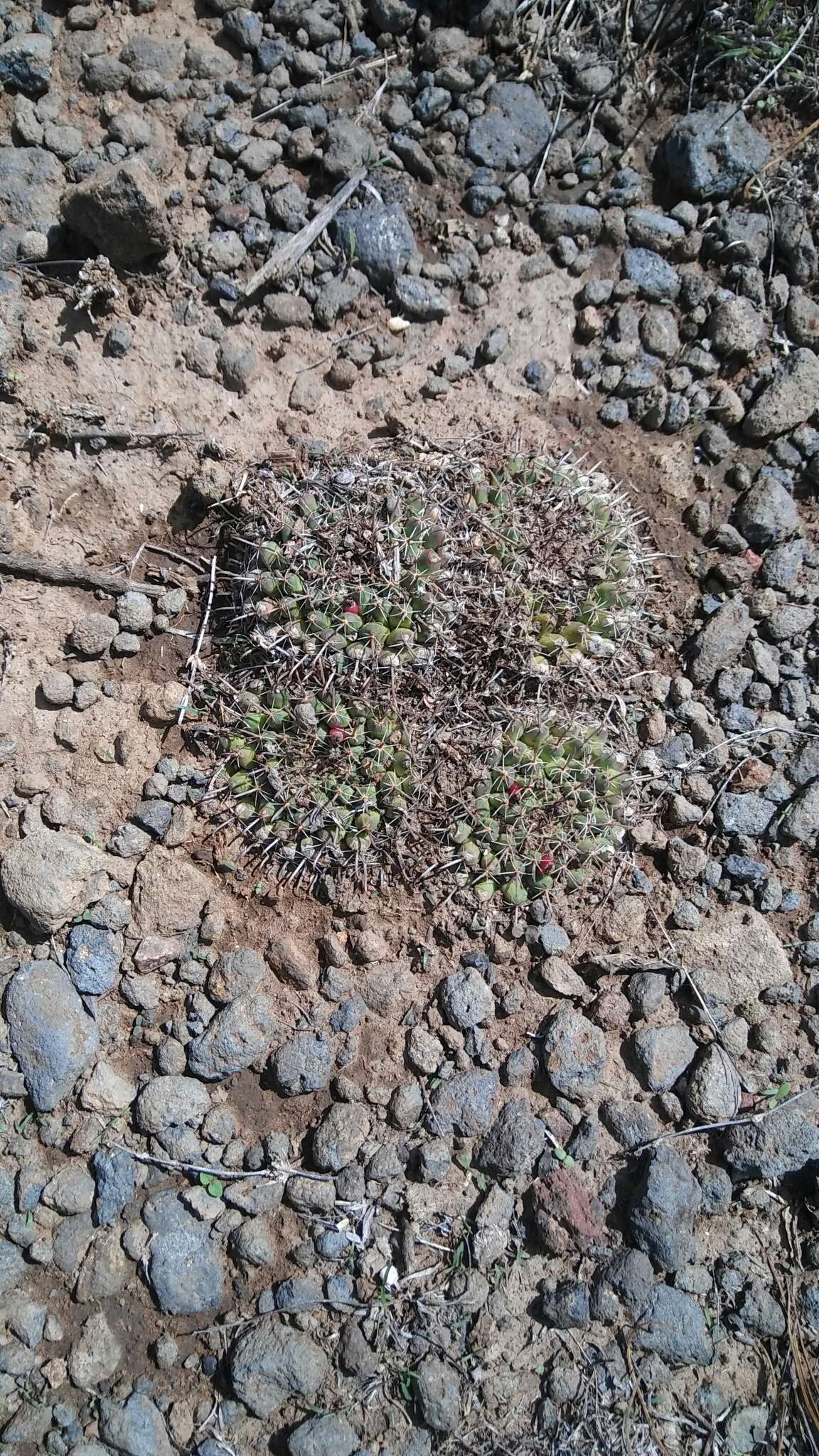 Image of Mammillaria uncinata Zucc. ex Pfeiff.