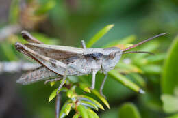 Plancia ëd Chloealtis abdominalis (Thomas & C. 1873)