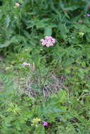 Image of Pimpinella rhodantha Boiss.