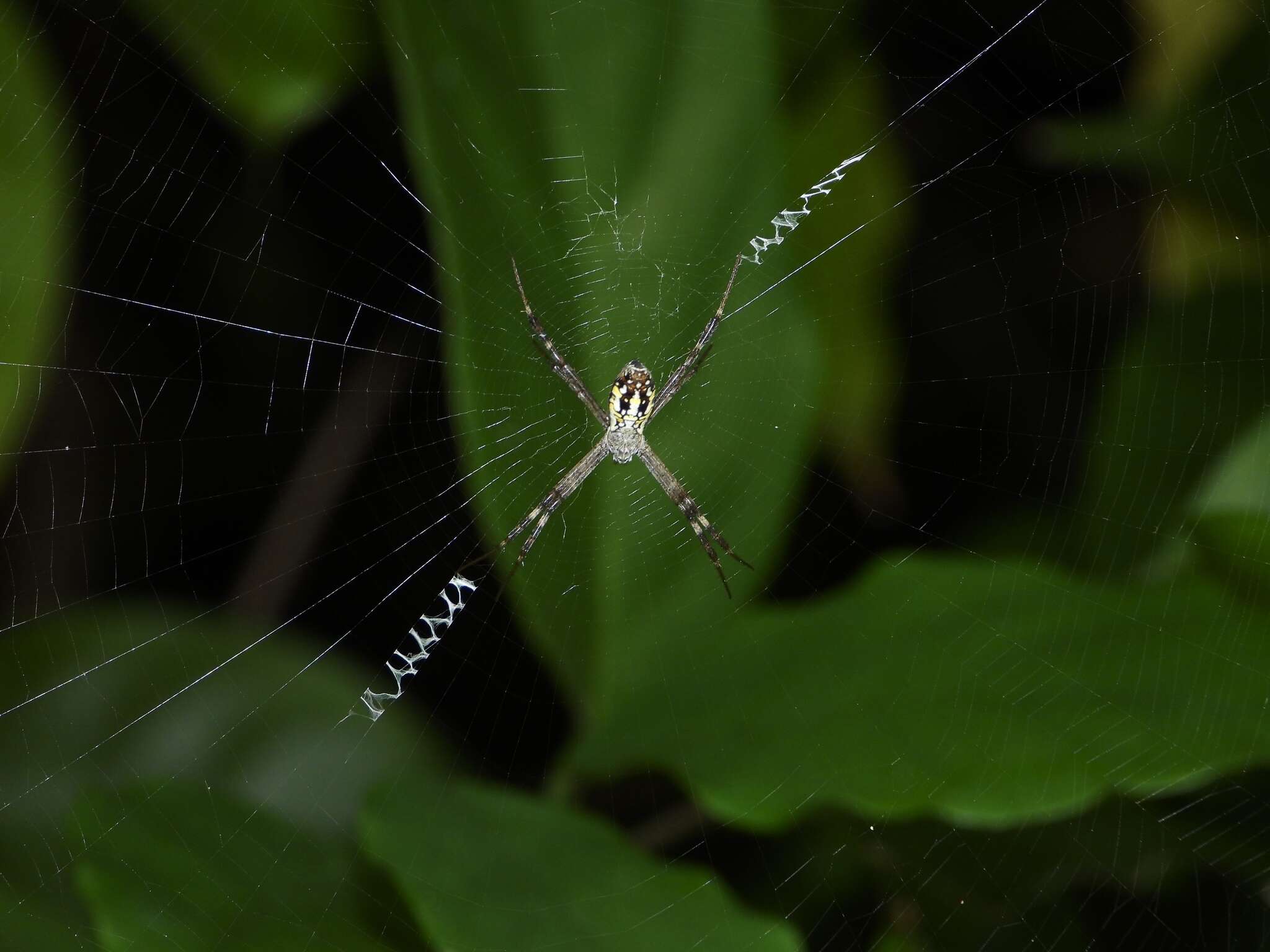 Image of Argiope dang Jäger & Praxaysombath 2009