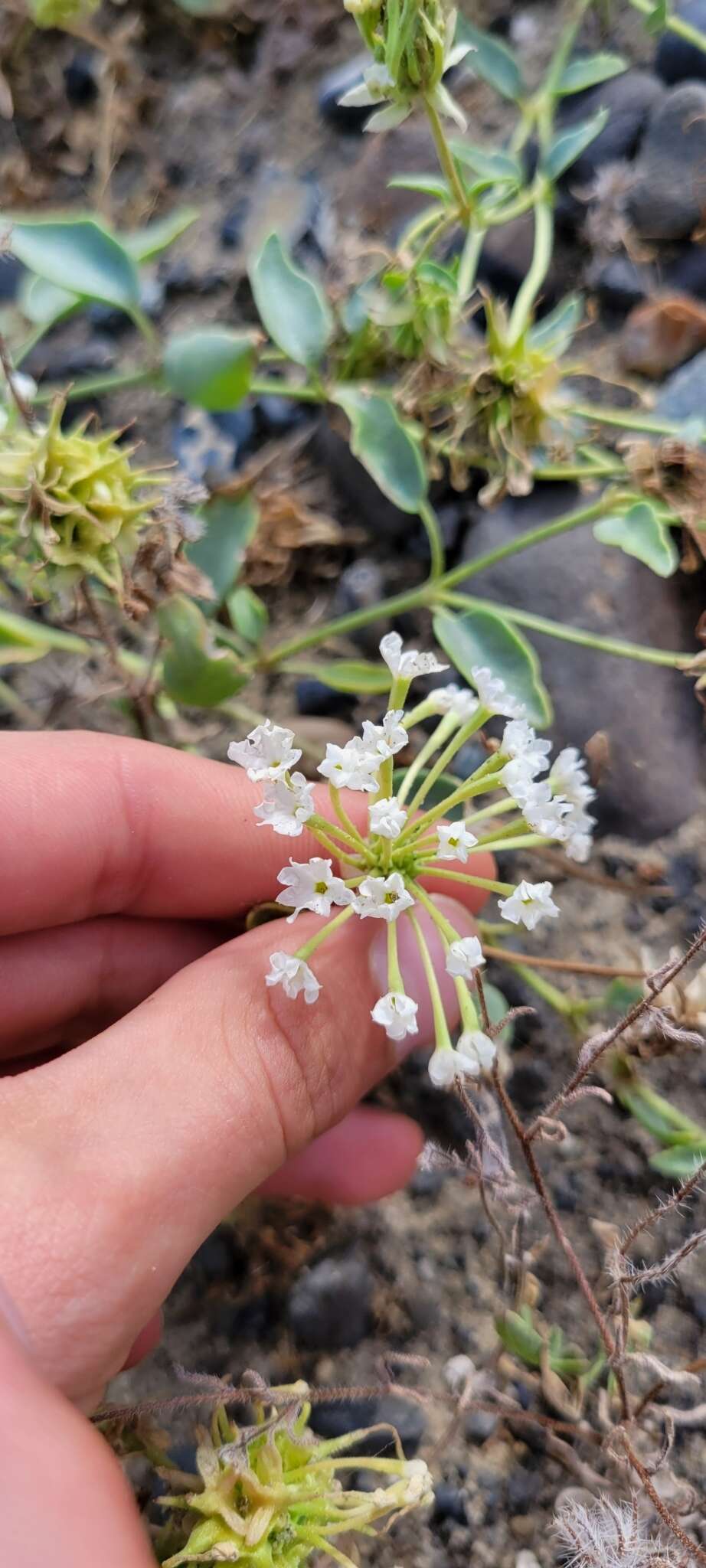 Image of white sand verbena