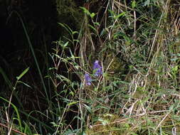 Image of Aconitum formosanum Tamura