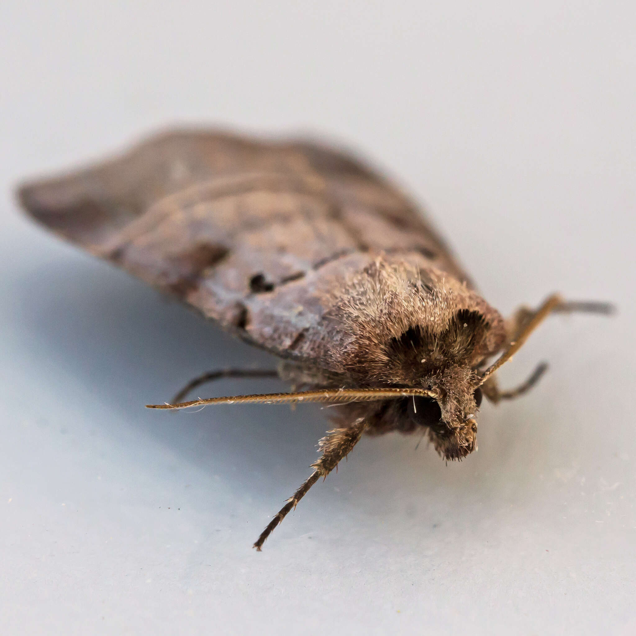 Image of Pale-banded Dart