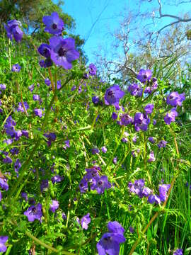 Image of blue fiestaflower