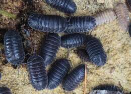 Image of Armadillidium pallasii Brandt 1833