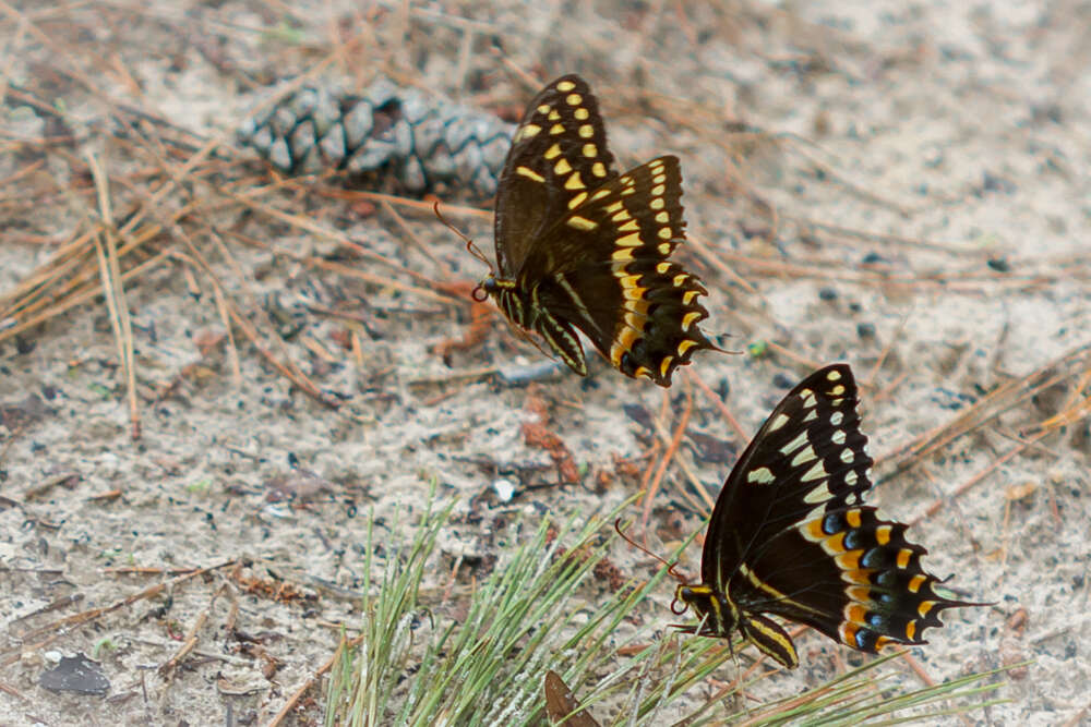 Image of Palamedes Swallowtail