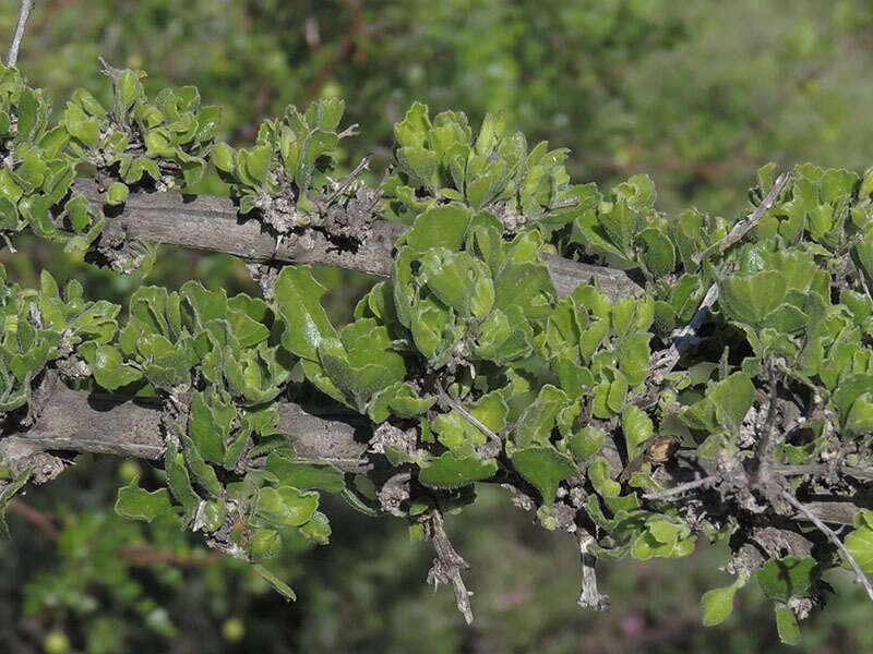 Image of Citharexylum flabellifolium S. Watson