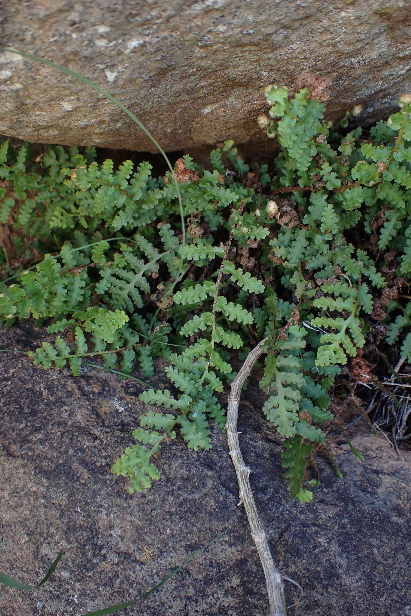 Image of Asplenium cordatum (Thunb.) Sw.