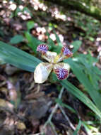 Neomarica variegata (M. Martens & Galeotti) Henrich & Goldblatt的圖片