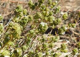 Image of Thymus capitellatus Hoffmanns. & Link