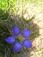 Image of Bog Gentian