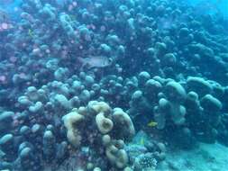 Image of cactus coral