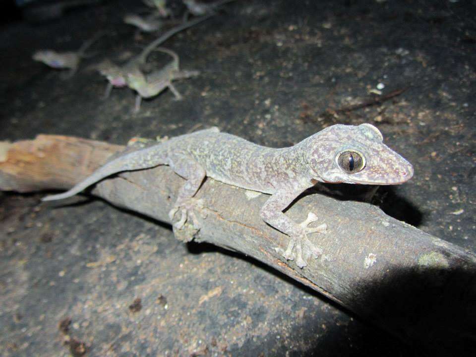 Image of Del Campo's Leaf-toed Gecko