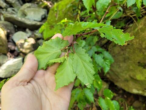 Image of Begonia catharinensis Brade