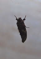 Image of Cresson's Grass-tubeworm Moth