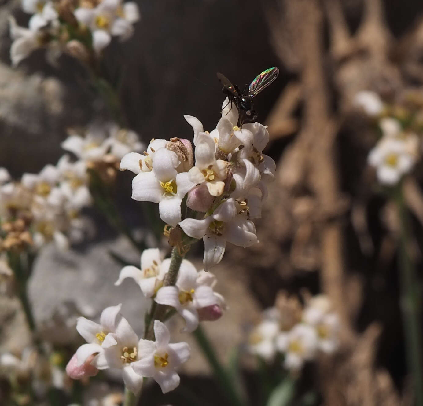 Image of Galium incanum Sm.