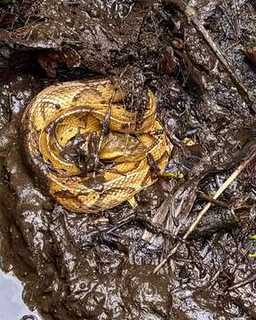 Imagem de Bothrocophias microphthalmus (Cope 1875)