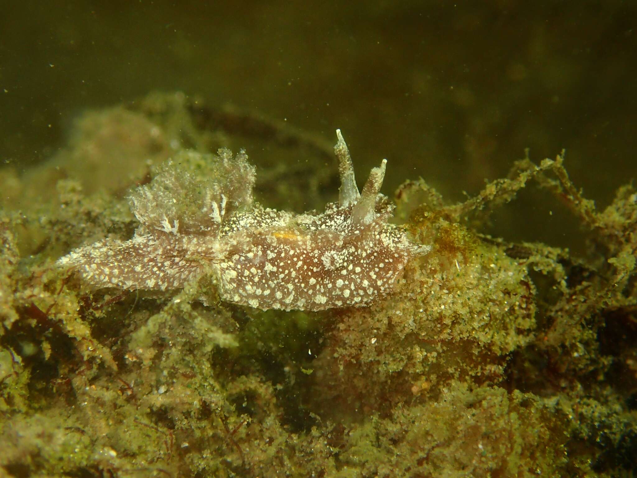 Image of Goniodoris castanea Alder & Hancock 1845