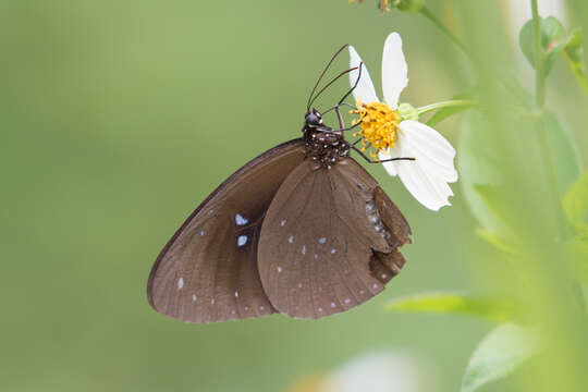 Image of Euploea sylvester Fabricius 1793