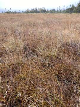 Image of golden bog-moss