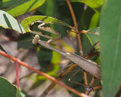 Image of Pseudomantis