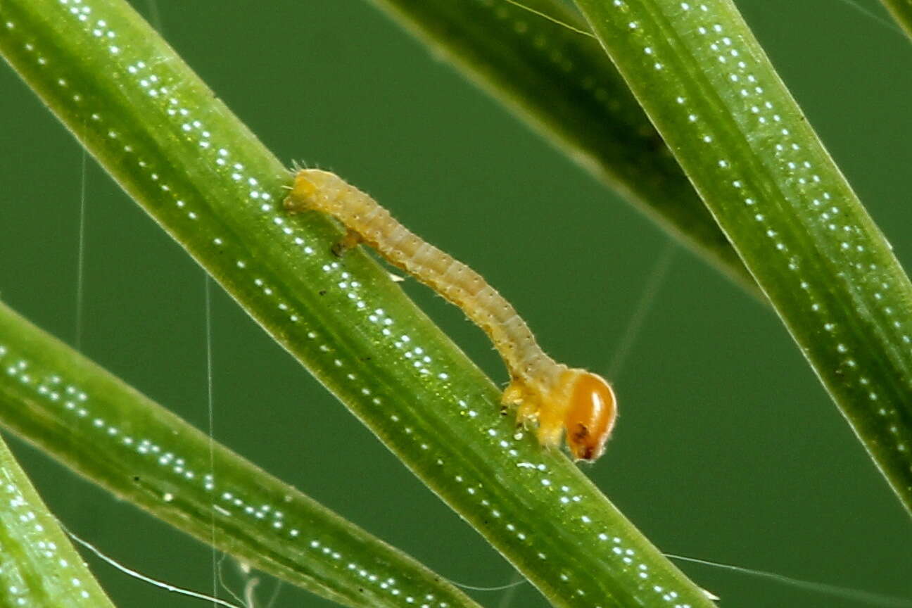 Bupalus resmi