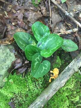 Image de Hexastylis shuttleworthii (Britten & Baker) Small