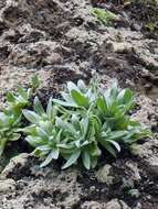 Image of Helichrysum devium J. Y. Johnson