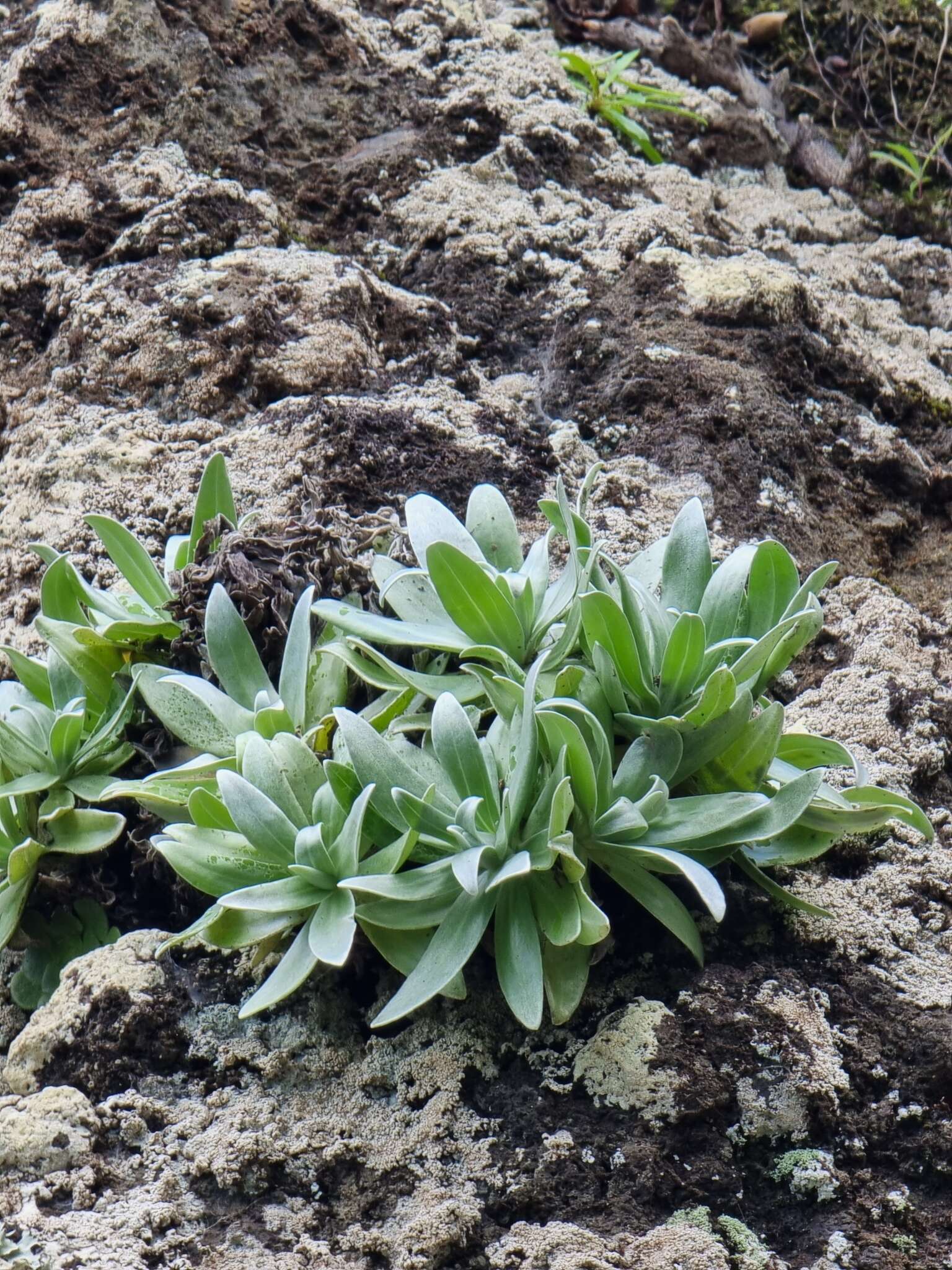 Image of Helichrysum devium J. Y. Johnson