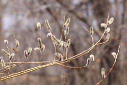 Image of rose-gold pussy willow