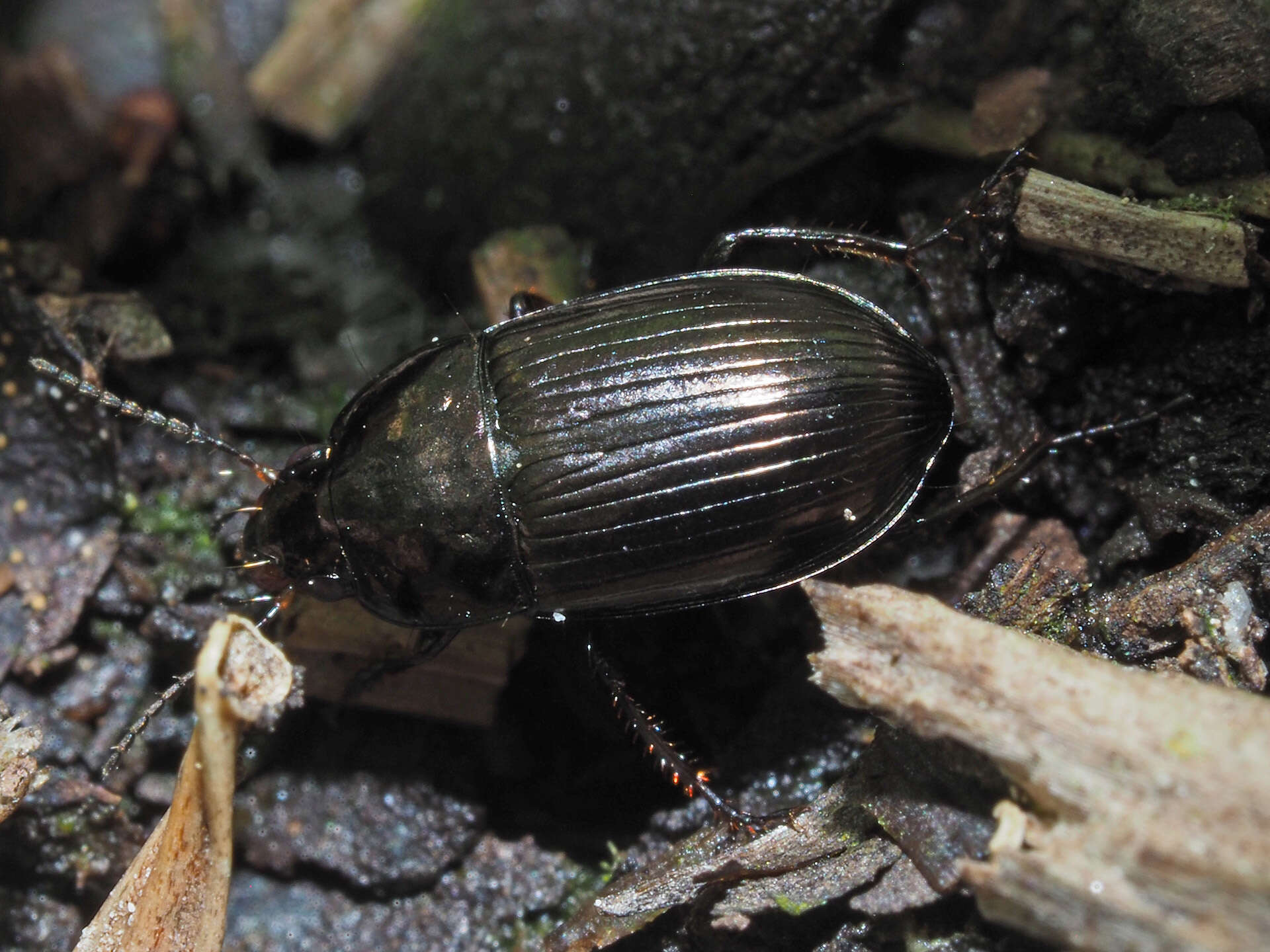 Image de Amara (Amara) lunicollis Schiödte 1837