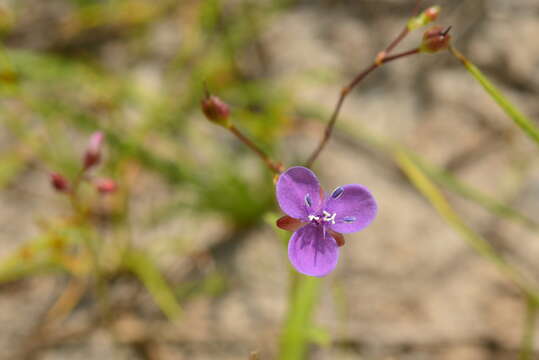 Image de Murdannia spirata (L.) G. Brückn.