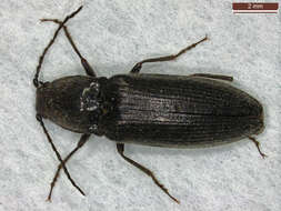 Image of Hemicrepidius niger (Linnaeus 1758)
