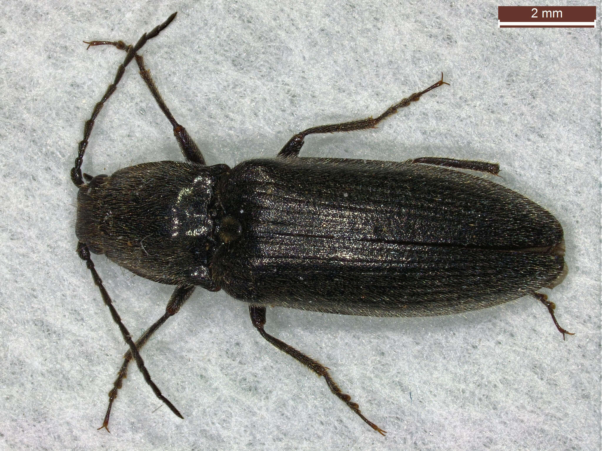 Image of Hemicrepidius niger (Linnaeus 1758)
