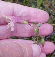 Image of Prostanthera chlorantha (F. Muell.) Benth.