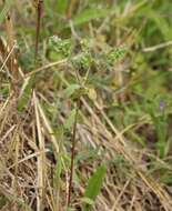 Image of Heller's spurge