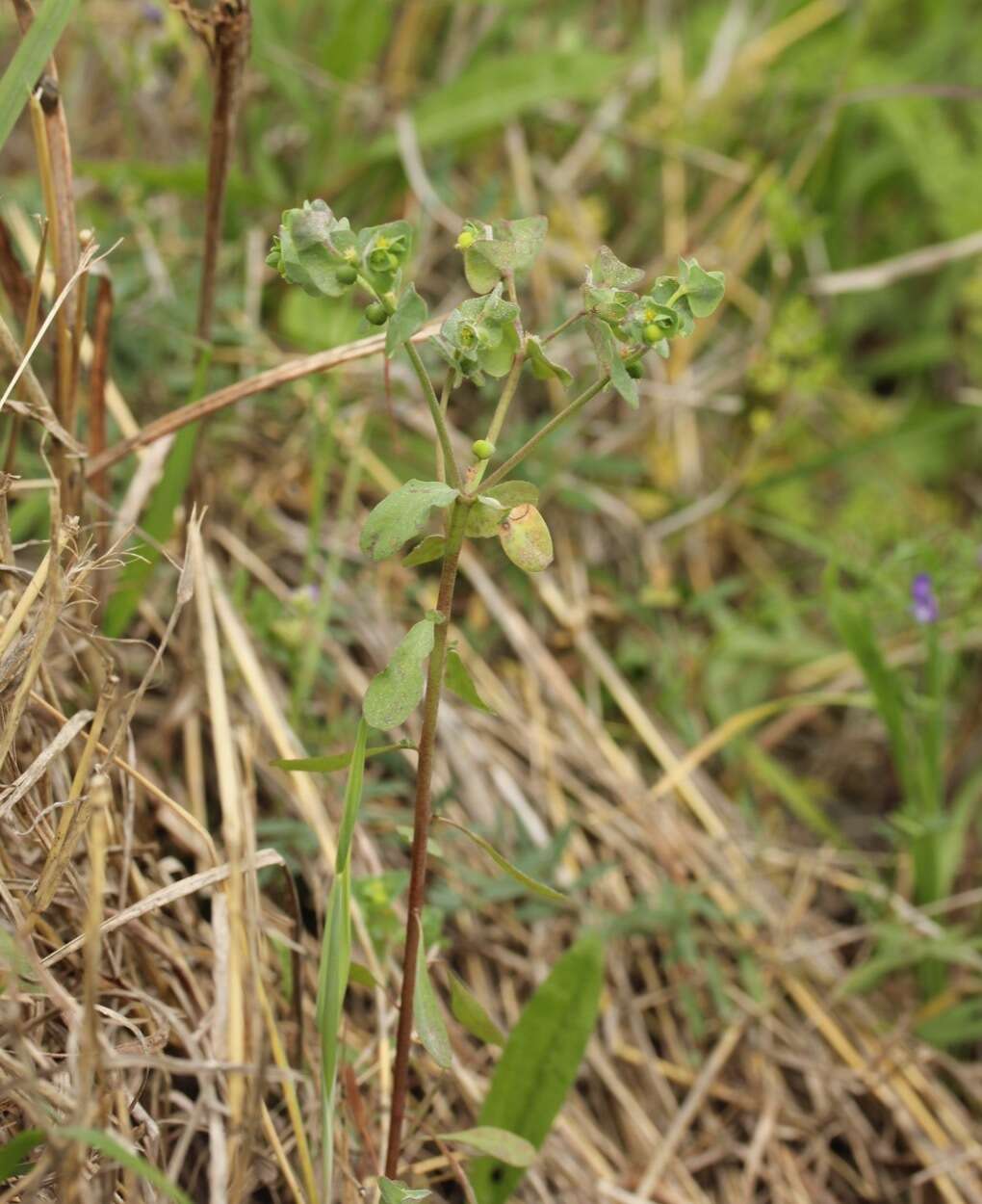 Image of Heller's spurge