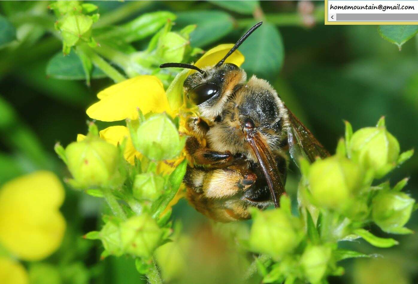 Image of Eucera pekingensis Yasumatsu 1946