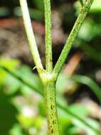 Imagem de Astragalus bourgovii A. Gray