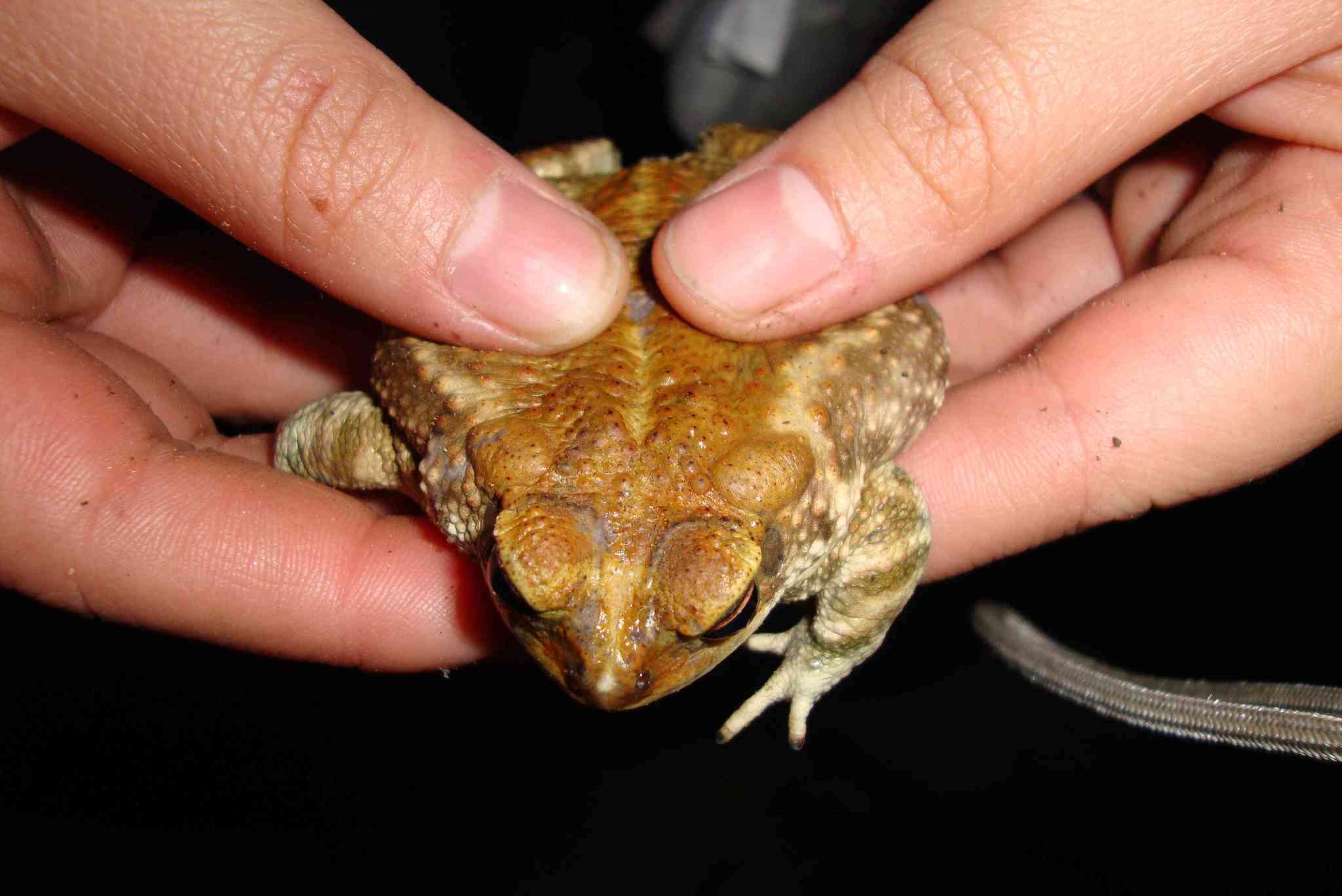 Image of Incilius perplexus (Taylor 1943)